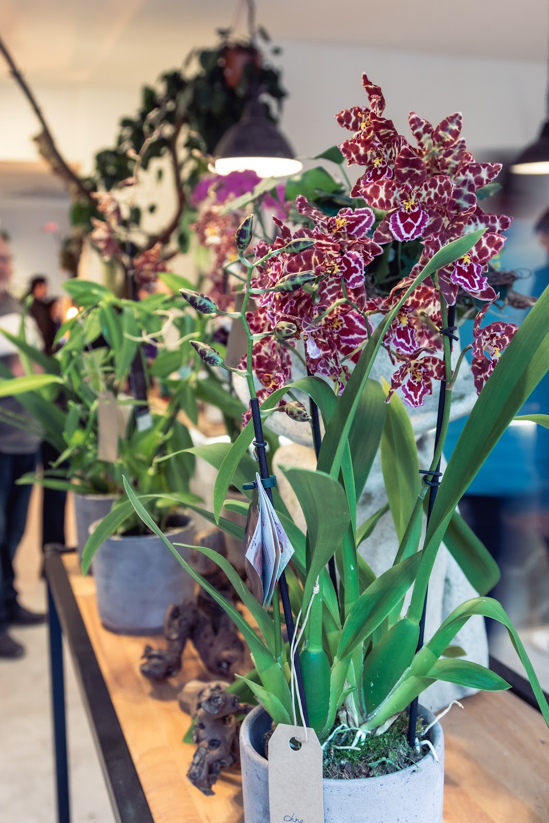 Blumen Manufaktur Scheffel Galerie