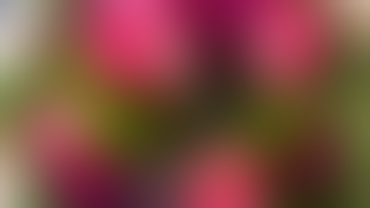 Blumenstudio Wilde Rose - 01