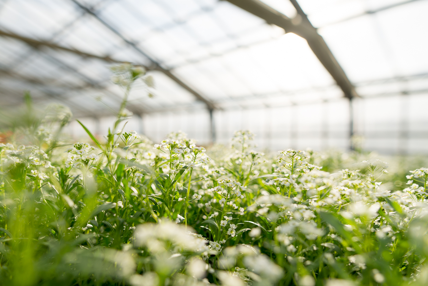 Gärtnerei Guyot Galerie