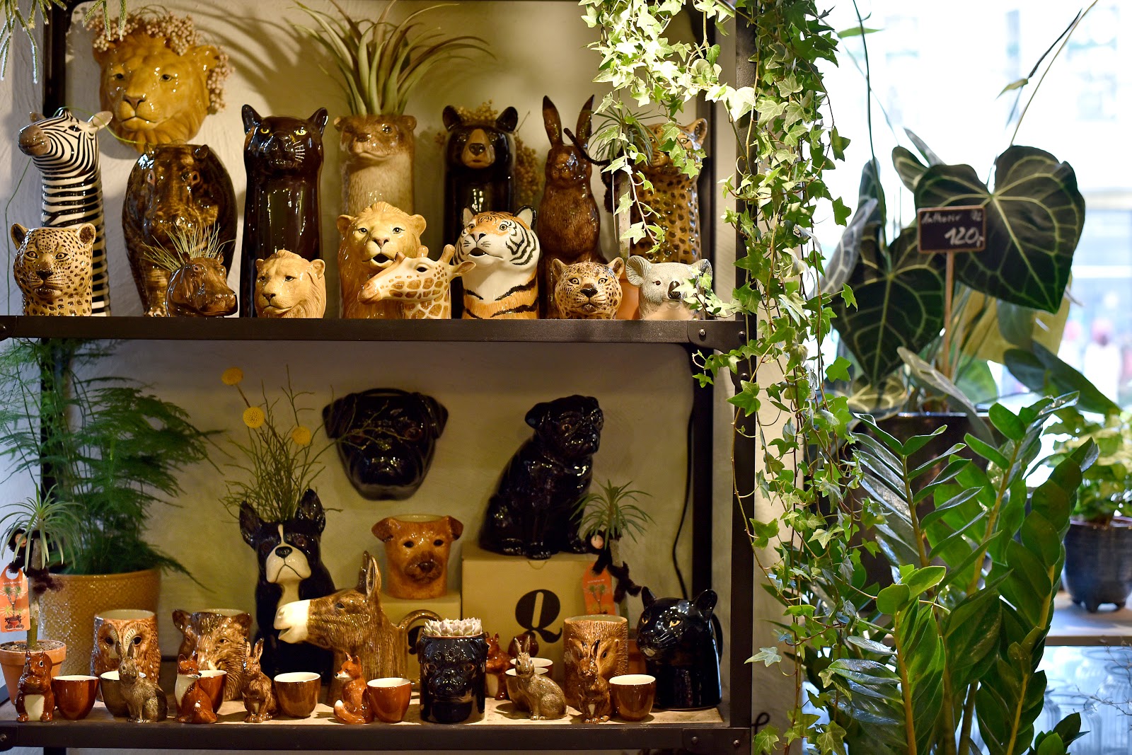 Grünschnabel Floristik Galerie