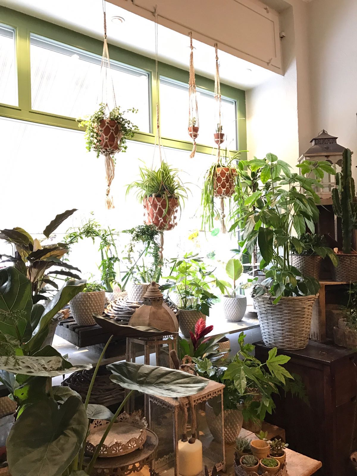 Grünschnabel Floristik Galerie