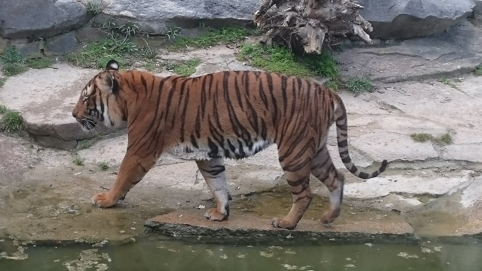 Schloss Friedrichsfelde Galerie