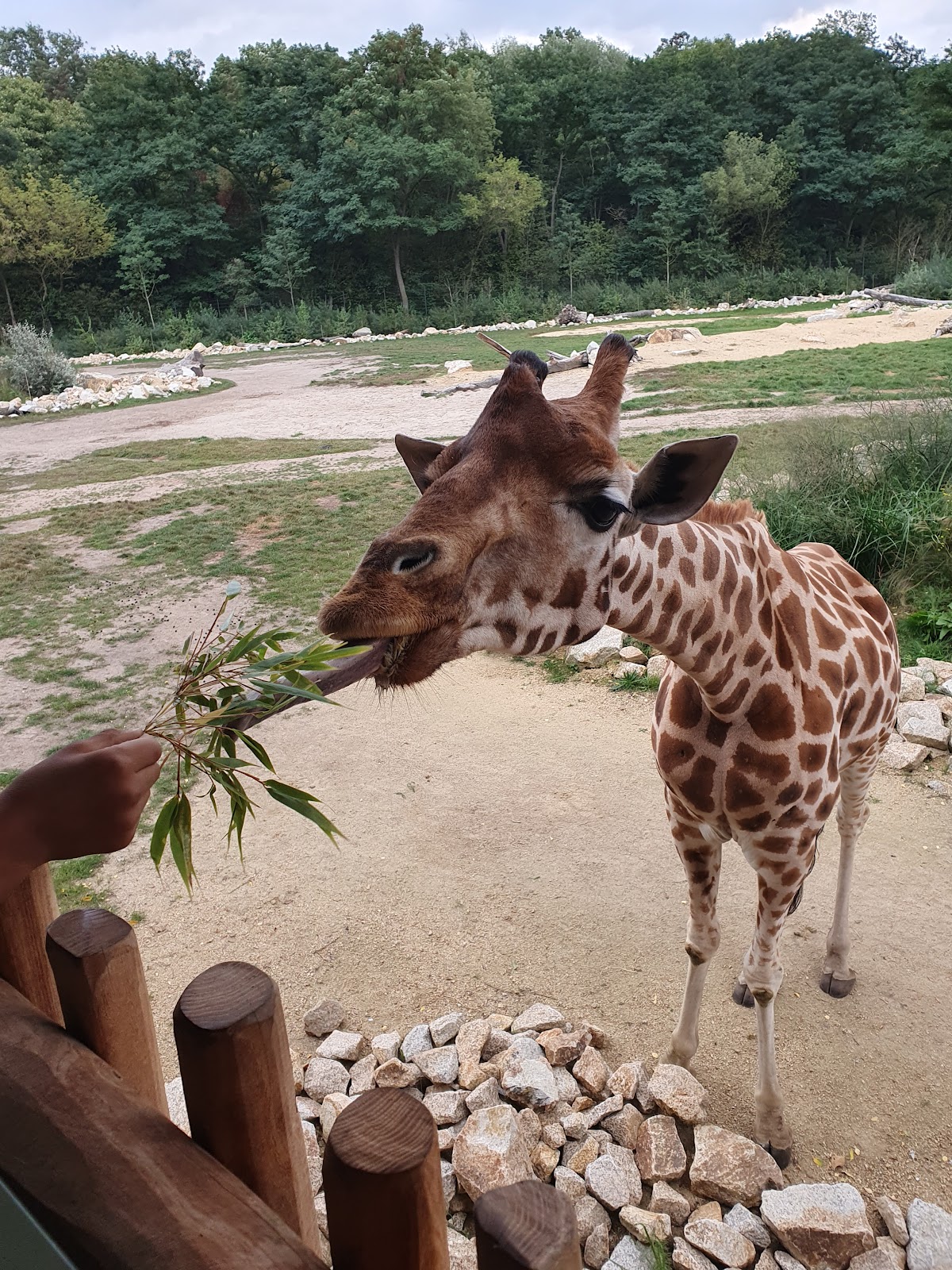 Schloss Friedrichsfelde Galerie